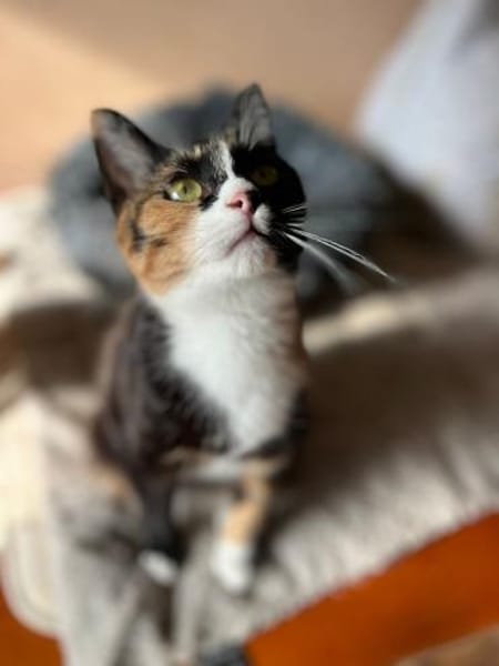 HOLLY&LUNA - Glücksduo sucht Zuhause!