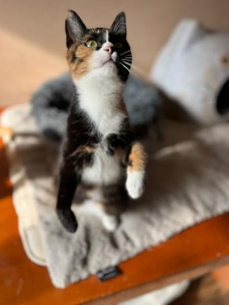 HOLLY&LUNA - Glücksduo sucht Zuhause!