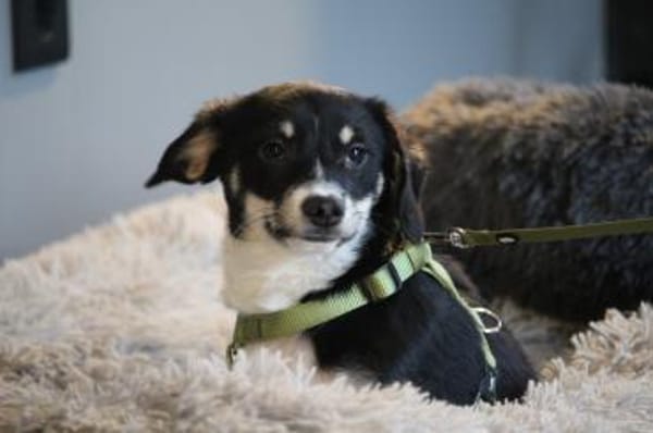 Calisto sucht sein Glück...