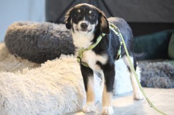 Calisto sucht sein Glück...