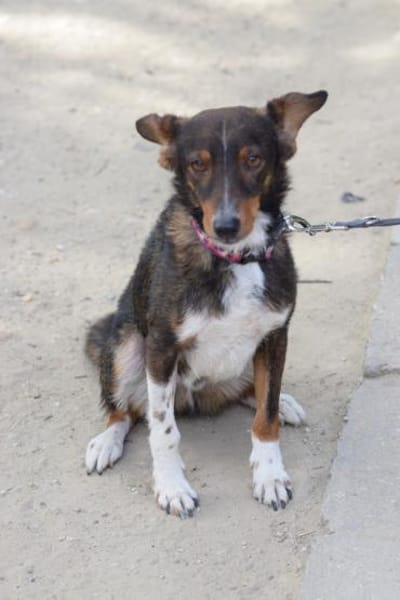 Joshi - freundlich & lieb