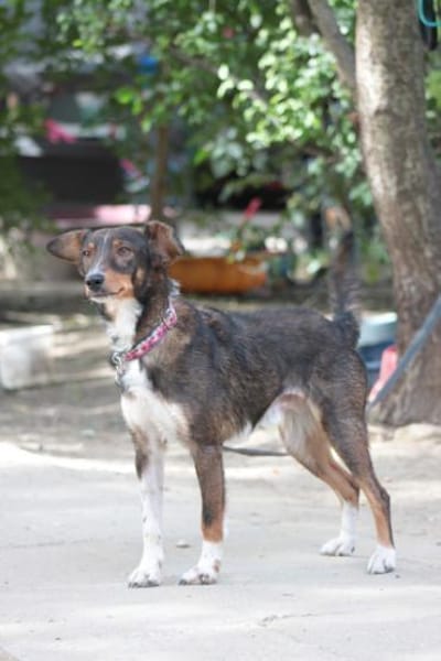 Joshi - freundlich & lieb