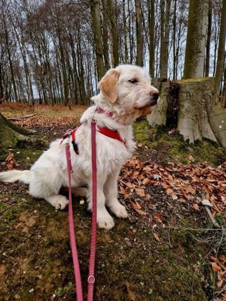 Hündin Nadja sucht ein Zuhause