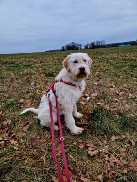 Hündin Nadja sucht ein Zuhause