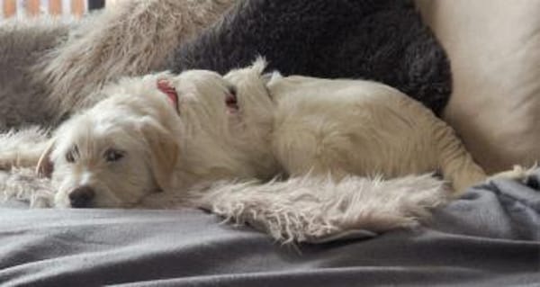 Hündin Nadja sucht ein Zuhause