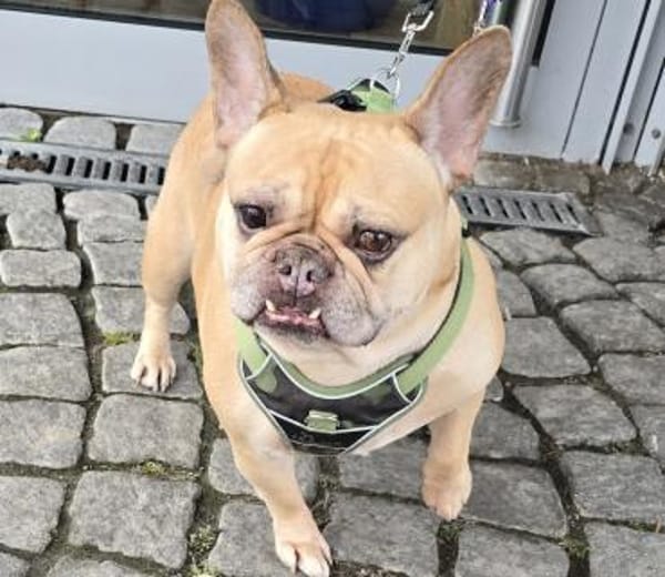 Französische Bulldogge sucht tolle Mensc