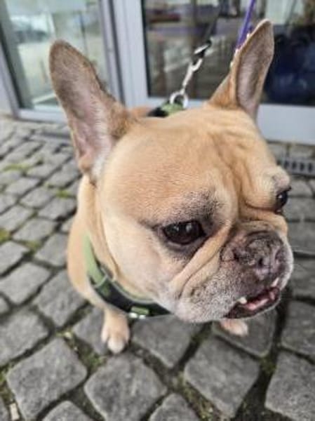 Französische Bulldogge sucht tolle Mensc