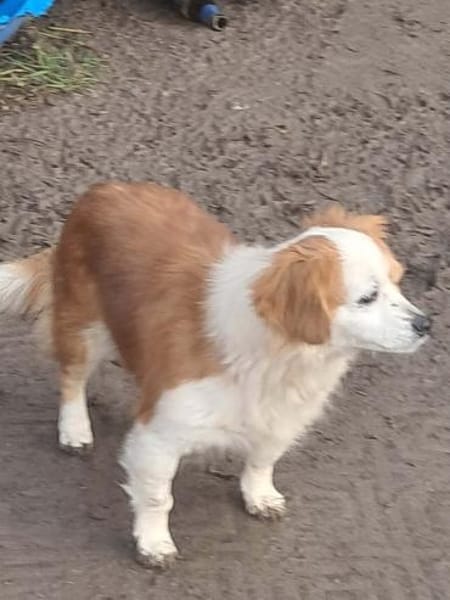 Ulita, kleine Schönheit sucht Zuhause