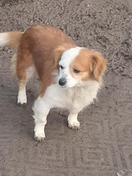 Ulita, kleine Schönheit sucht Zuhause