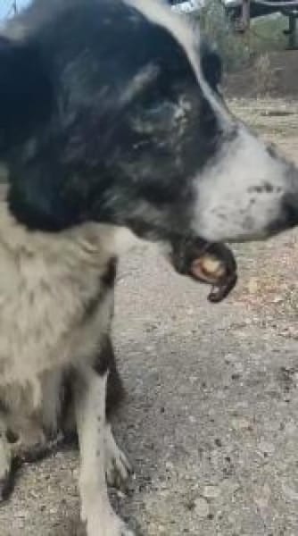 Lana 54 cm (Pflegestelle)