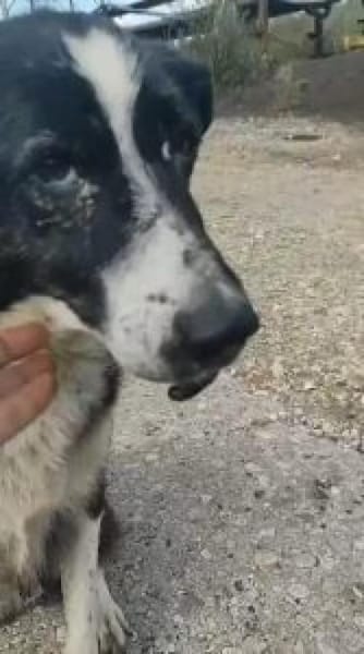 Lana 54 cm (Pflegestelle)