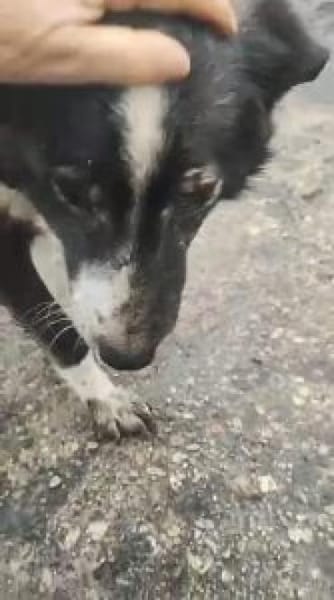 Lana 54 cm (Pflegestelle)