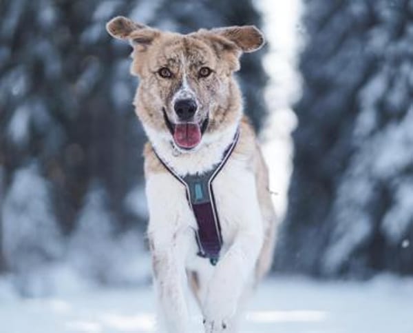 Mali -sucht erfahrenes Zuhause