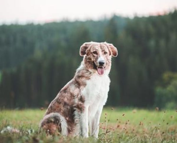 Mali -sucht erfahrenes Zuhause