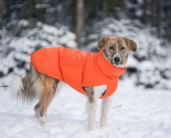 Mali -sucht erfahrenes Zuhause