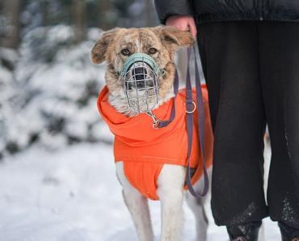 Mali -sucht erfahrenes Zuhause