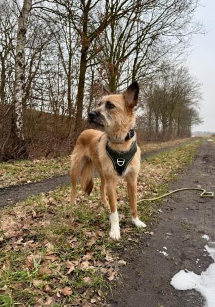 🐶Lieber Rupert sucht Dich🐶