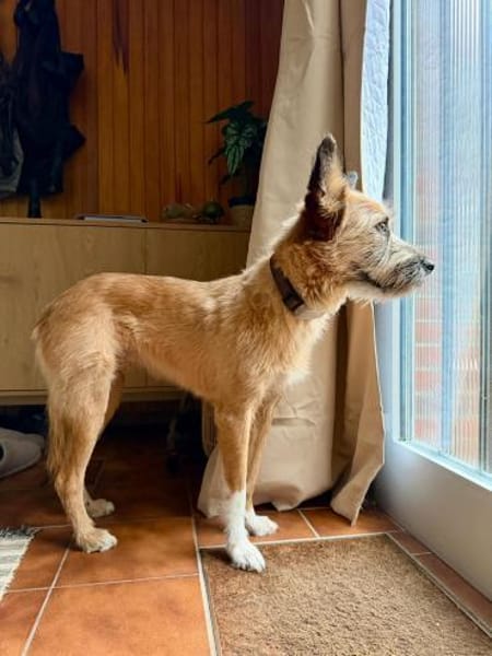 🐶Lieber Rupert sucht Dich🐶