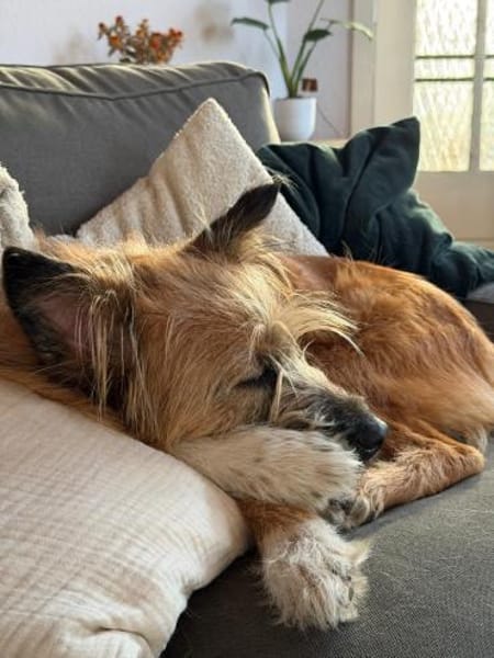 🐶Lieber Rupert sucht Dich🐶