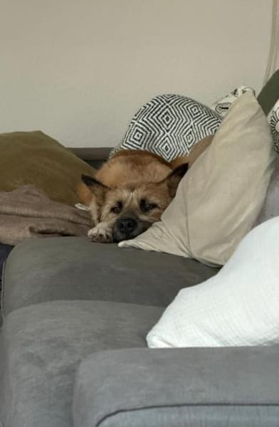 🐶Lieber Rupert sucht Dich🐶