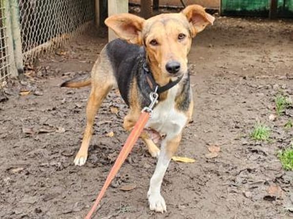 Trudy im Tierheim Sulzbach