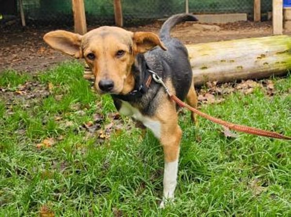 Trudy im Tierheim Sulzbach