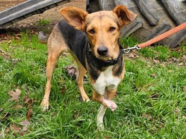 Trudy im Tierheim Sulzbach