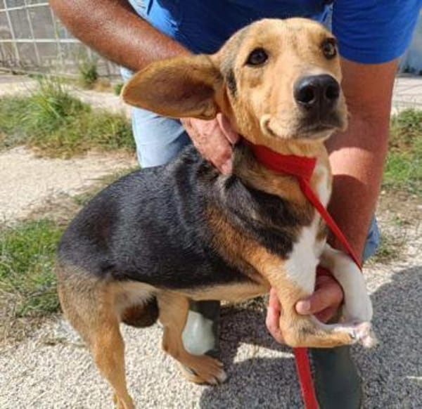 Trudy im Tierheim Sulzbach