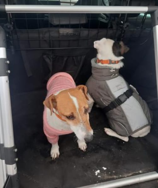 Judy Marie kleine aktive Hundedame