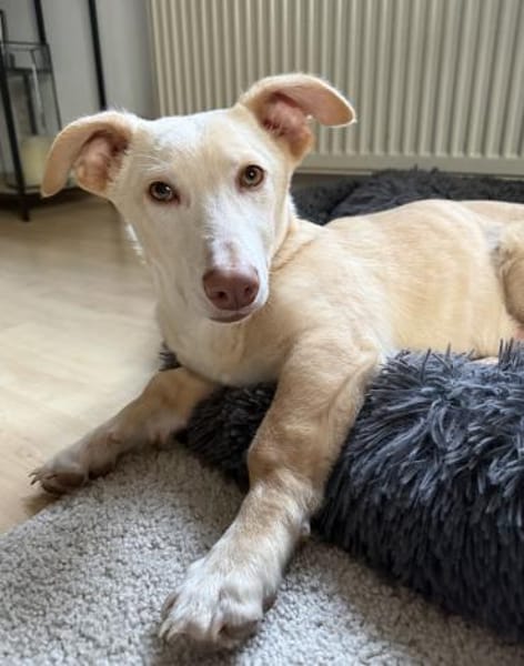 Francky Stanley, geb 8/25, 81929 München