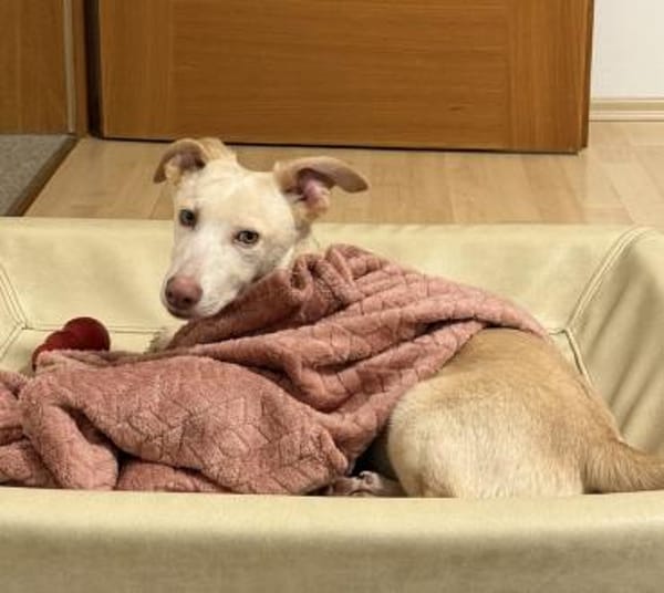 Francky Stanley, geb 8/25, 81929 München