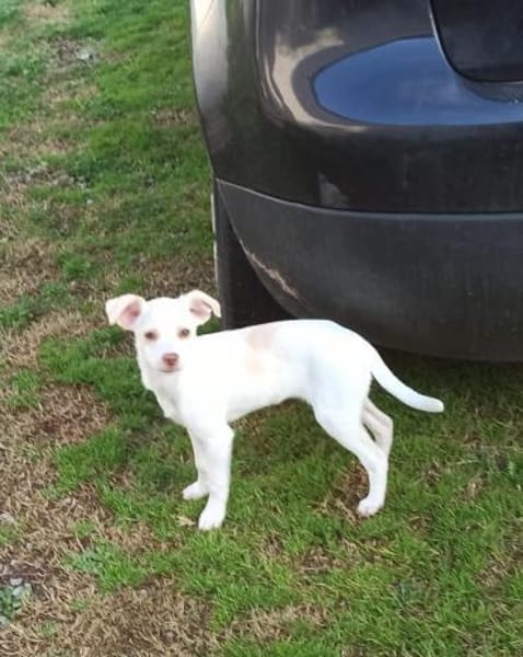 Kleine Tessa sucht Traumzuhause