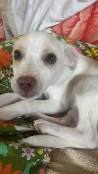 Kleine Tessa sucht Traumzuhause