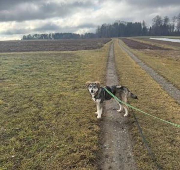 Tobi, freundlicher Junghund sucht dich