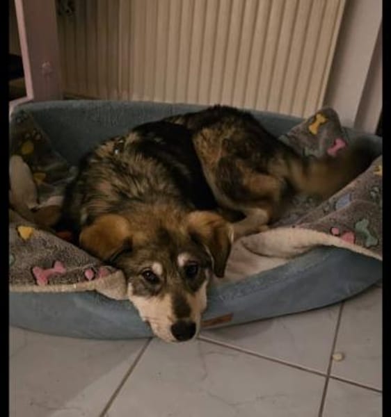 Tobi, freundlicher Junghund sucht dich