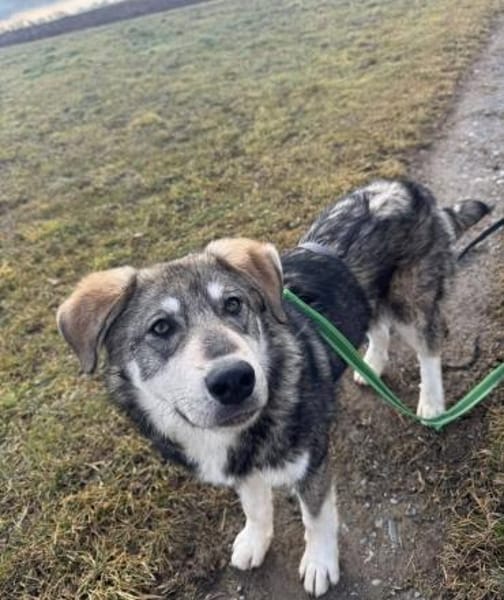 Tobi, freundlicher Junghund sucht dich