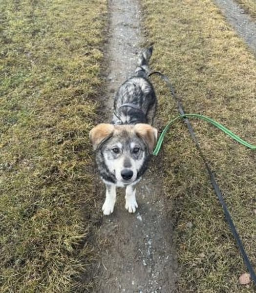 Tobi, freundlicher Junghund sucht dich