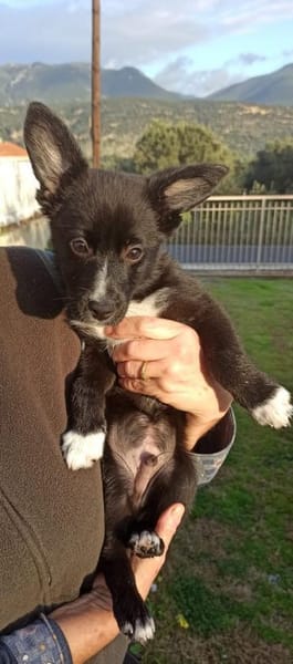 Fröhlicher kleiner Smartie auf der Suche