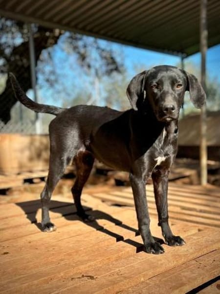 Welpenmädchen Bess sucht ein Zuhause