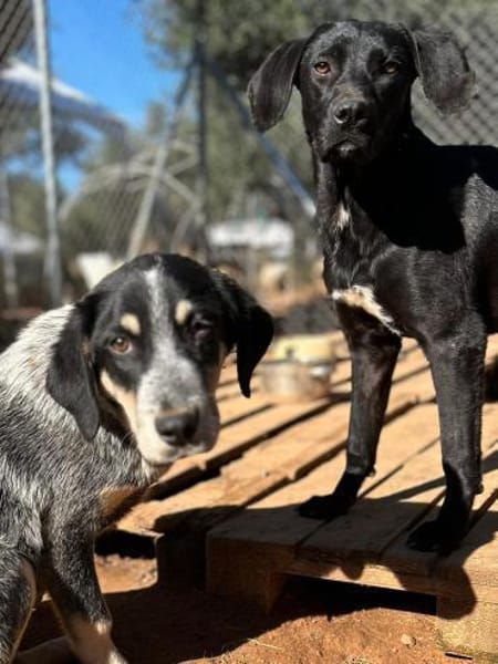 Welpenmädchen Bess sucht ein Zuhause