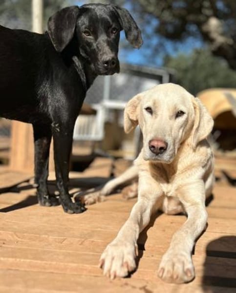 Welpenmädchen Bess sucht ein Zuhause