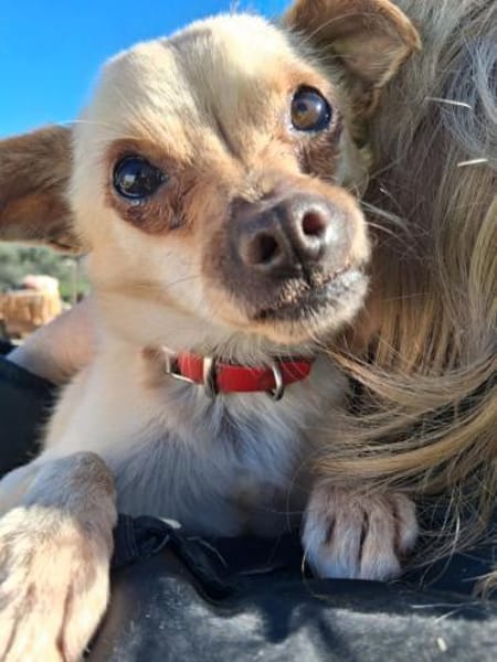 Kleiner Toby wünscht sich ein Zuhause