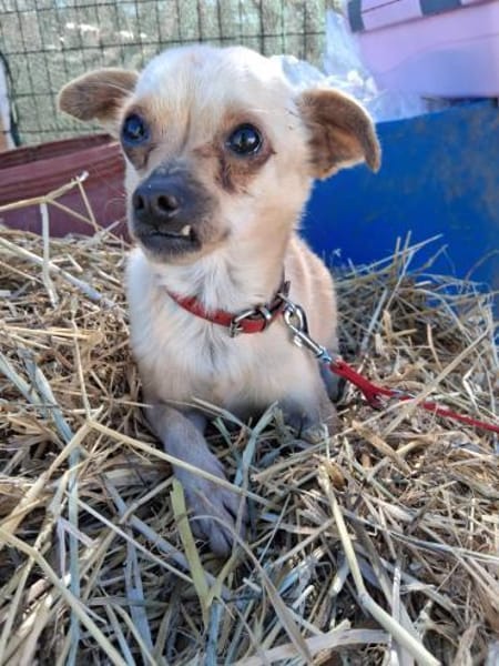 Kleiner Toby wünscht sich ein Zuhause