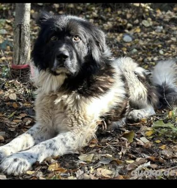 Petko 12/20 ist auf der Suche