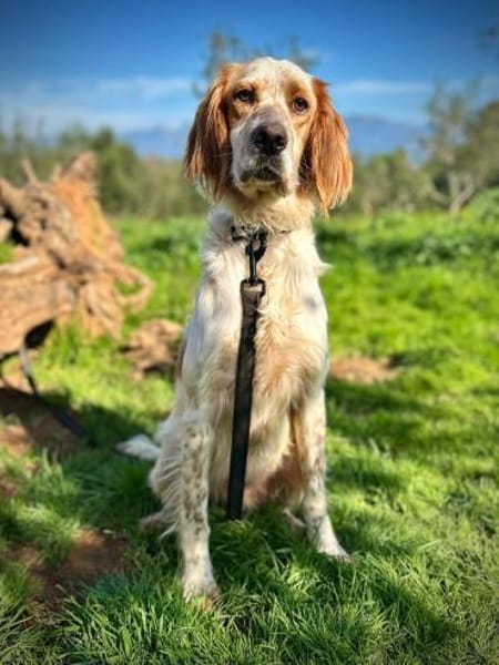 Setter Giannios sucht seine(n) Menschen