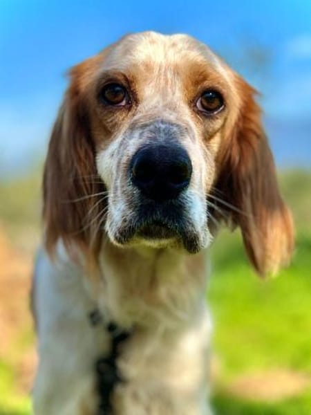 Setter Giannios sucht seine(n) Menschen