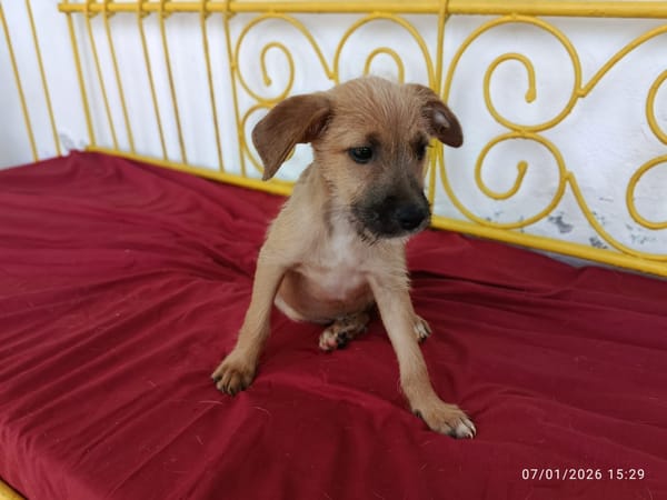 🐾 À L’ADOPTION – ASHER, adorable boule d’amour 🐾