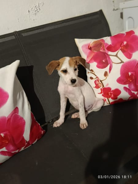 🐾 À L’ADOPTION – ASLO, craquant loulou à la tête de fripouille 🐾