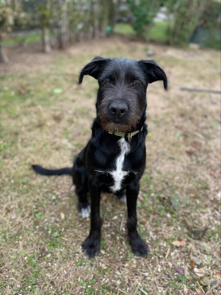 🐾 À L’ADOPTION – DJANGO, jeune lab plein d’amour et d’énergie ! 🐾