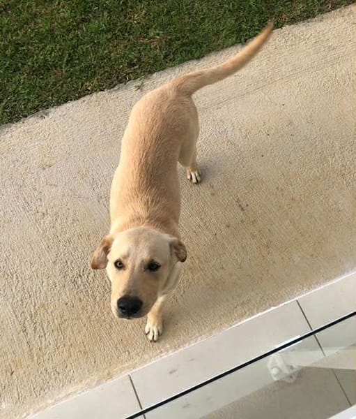 🐾 À L’ADOPTION – DUBAÏ, un grand cœur couleur crème 🐾